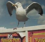 Mr C Gull