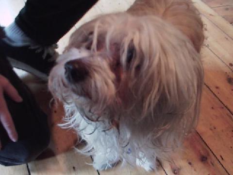 she is cute if a bit scruffy
