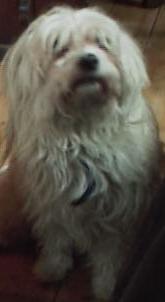 it's Bubbles the dog
